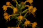 Crested yellow orchid